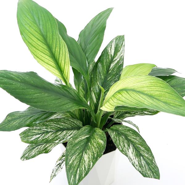 観葉植物 スパティフィラムの人気商品 通販 価格比較 価格 Com