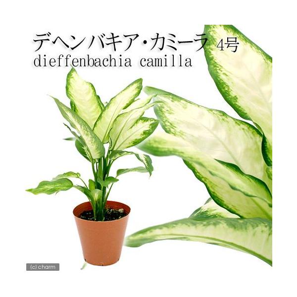 観葉植物 ディフェンバキア カミーラ ４号 １鉢 チャーム Charm Paypayモール店 通販 Paypayモール