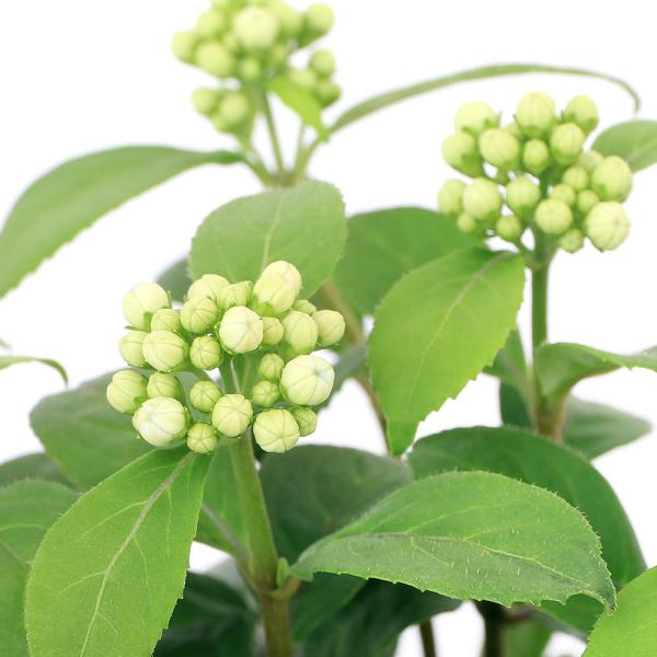 iR쑐j~́@WEUAWTCiRAWTCj@ɂ̓@RDT`SiP|bgjixԁj