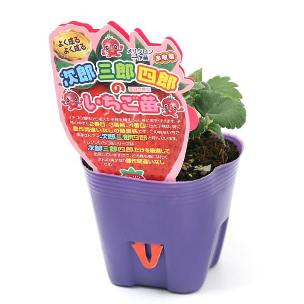 iϗtAjؕc@C`Sc@YOYlŶc@̂@RDTiR|bgj@ʕ@t[c