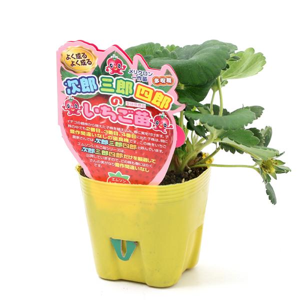 iϗtAjؕc@C`Sc@YOYlŶc@Ƃ̂@RDTiR|bgj@ʕ@t[c