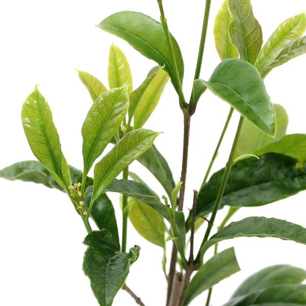 観葉植物　_gardening　opa2_delete　ガーデニング　植物　植物生体　ガーデニング生体　育て方　育成方法　栽培方法　庭植え　地植え　鉢植え　シンボルツリー　芳香　芳香性　Ｏｓｍａｎｔｈｕｓ　ｆｒａｇｒａｎｓ　ｖａｒ．　ａｕｒ...