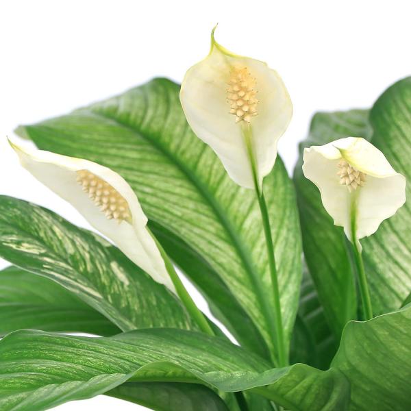 観葉植物 スパティフィラムの人気商品 通販 価格比較 価格 Com