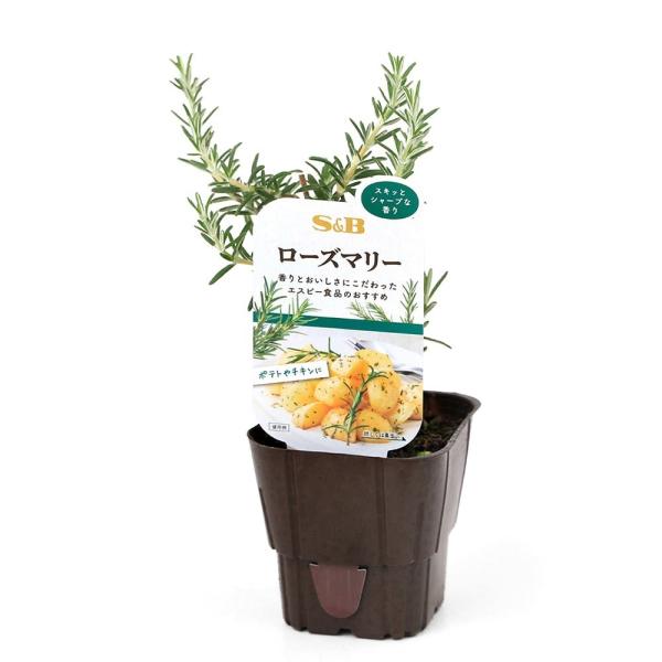 iϗtAjra@ؕc@[Y}[@RiR|bgj@ƒ؉