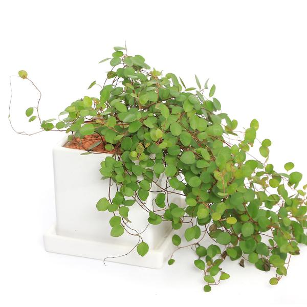 観葉植物　ガーデニング　ダイス陶器鉢植えシリーズ　陶器鉢植えシリーズ　植物　植物生体　ガーデニング生体　toukibachikannyou_series　20160413　ＴＫ　pottery_plant_series　育て方　育成方法　栽...