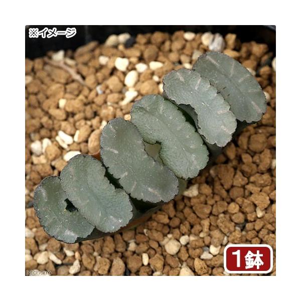 iAjnI`A@ʐ@Ic@QDT`RiPj