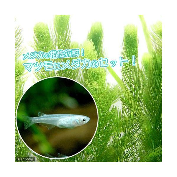 金魚藻　有茎　マ行　金魚飼育用　ＣＯ２なしでも育つ水草　水草　浮き草　all_plants　メダカ水草　wp_kywrd　メダカマツモセット　■マツモ　kin-meda水草　matsumo_130822　kingyomo_osusume　t...