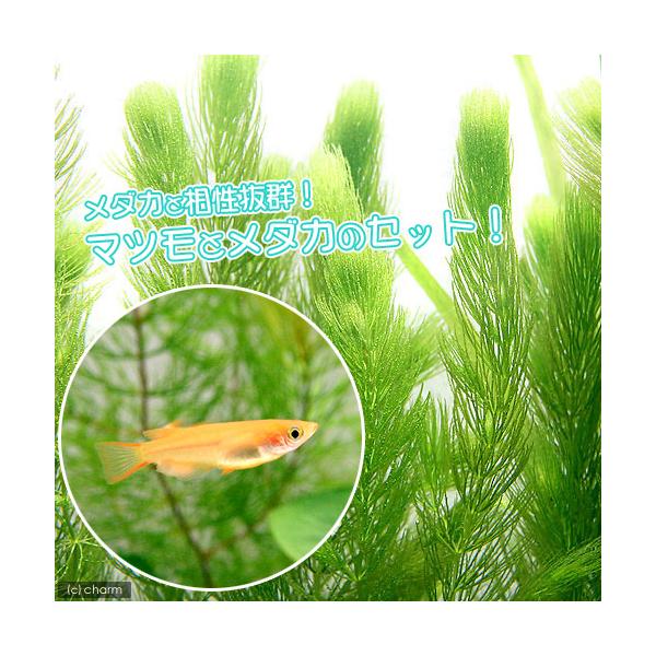 _gardening　金魚藻　有茎　マ行　金魚飼育用　ＣＯ２なしでも育つ水草　水草　浮き草　all_plants　メダカ水草　wp_kywrd　メダカマツモセット　■マツモ　kin-meda水草　matsumo_130822　kingyom...