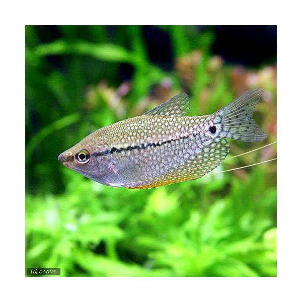 PF_SPQ　muryotassei_900_999　_aqua　熱帯魚・エビ他　グラミー・アナバス　グラミー・リコリス　パールグラミー　パールグーラミー　パールグーラミィ　２匹　Ｔｒｉｃｈｏｇａｓｔｅｒ　ｌｅｅｒｉ　グラミー　グラミーの仲...