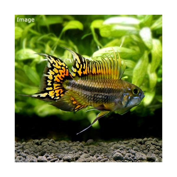 アピスト 検索ランキング注目度順 アピスト 総合