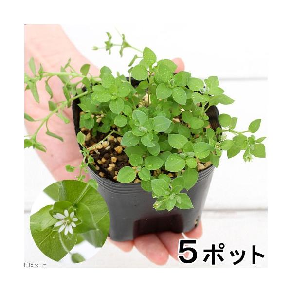 _kame　_hachu　_animal　charmpetleafseries　ガーデニング　サプリメント　猫草　ペットグラス　pet_glass　ハコベ　ハコベラ　ペットリーフ　生草　野草　ウサギ　鳥　セキセイインコ　リクガメ　イグアナ　...