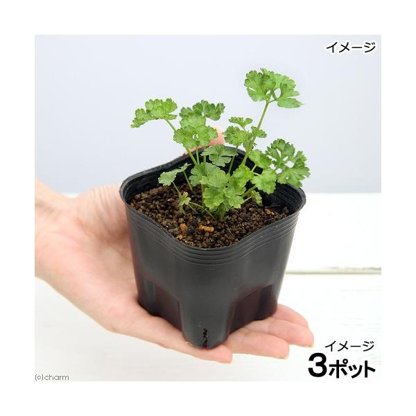 _animal　_hachu　_kame　MS34　animal　charmpetleafseries　ガーデニング　サプリメント　ペットグラス　pet_glass　ペットリーフ　生草　野草　ウサギ　リクガメ　イグアナ　鳥　おやつ　野菜　パ...