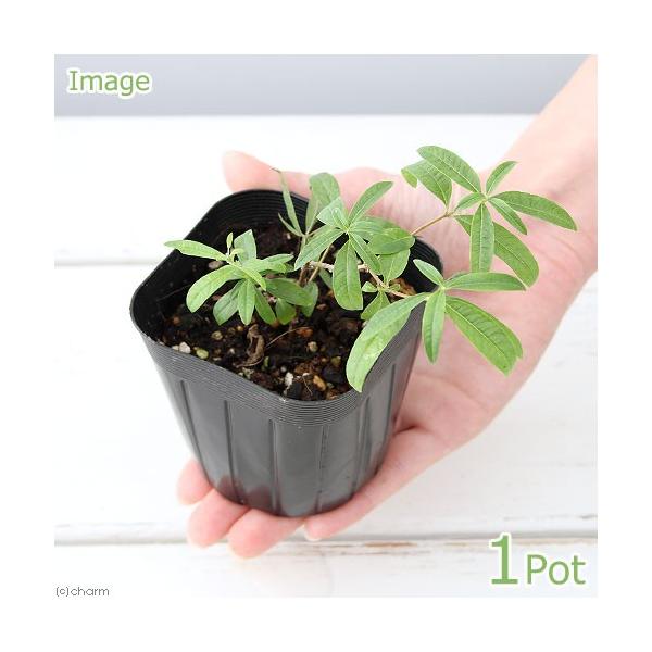 iϗtAjn[uc@o[xi@RiP|bgj@ƒ؉