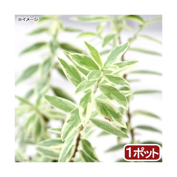 iϗtAjn[uc@}[g@h[t@RiP|bgj@ƒ؉