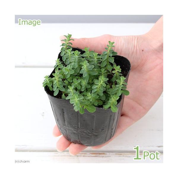 iϗtAjn[uc@Zg@W[Y@[g@RiP|bgj@ƒ؉@eB[