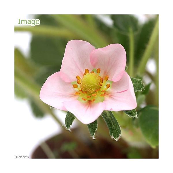 iϗtAjn[uc@ChXgx[@sNp_@RiP|bgj@ƒ؉