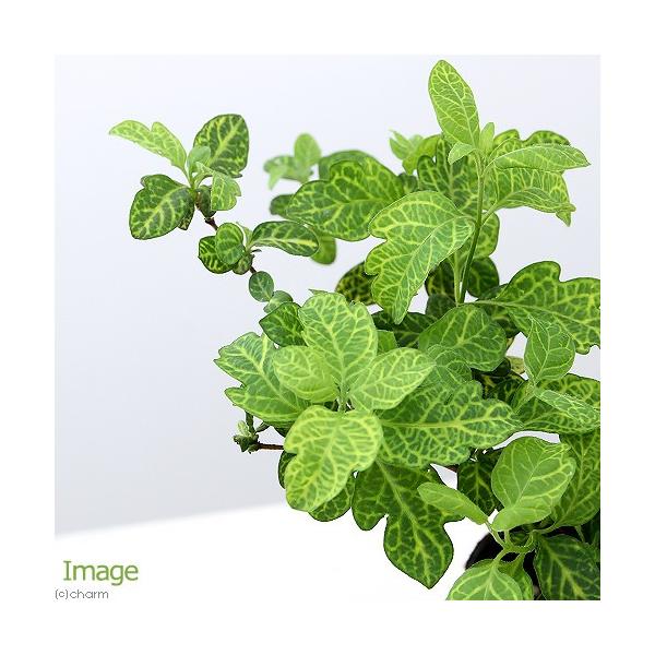 iϗtAjn[uc@nj[TbNS[f@RiP|bgj@ƒ؉@A}