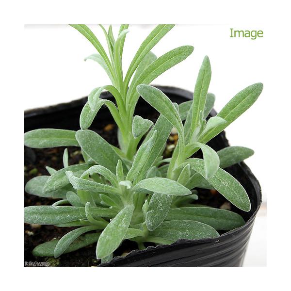 _gardening　ガーデニング　ハーブ　苗　herbpot_series　20170416　TK　kidobfen　植物　植物生体　ガーデニング生体　猫用品　犬用品　サプリメント　育て方　育成方法　栽培方法　観葉植物　opa2_dele...