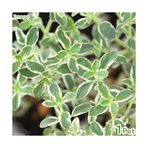 iϗtAjn[uc@^C@Vo[@RiP|bgj@ƒ؉@@eB[