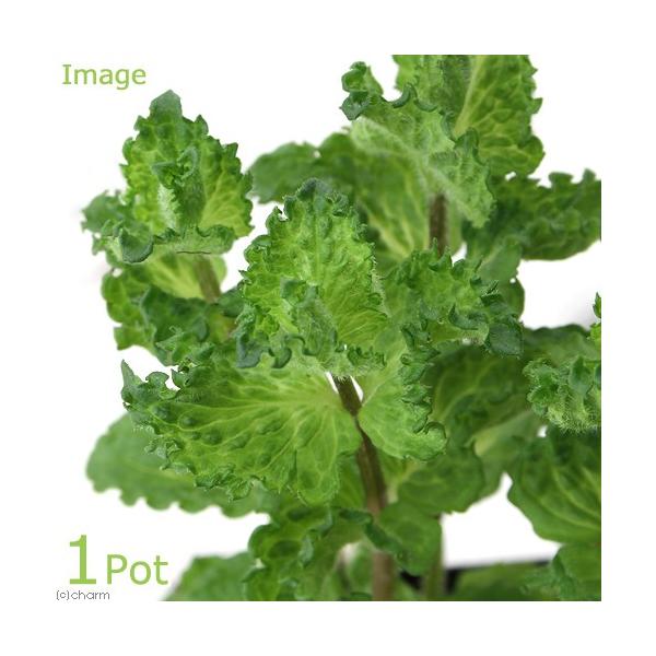 iϗtAjn[uc@~g@J[[@RiP|bgj@ƒ؉