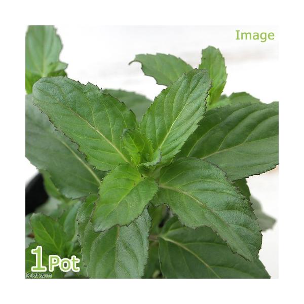 iϗtAjn[uc@~g@I[fR@RiP|bgj@ƒ؉