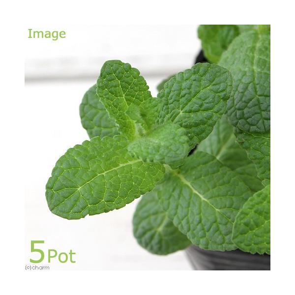 iϗtAjn[uc@~g@Abv~g@RiT|bgj@ƒ؉