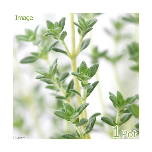 iϗtAjn[uc@^C@x_[@RiP|bgj@ƒ؉@