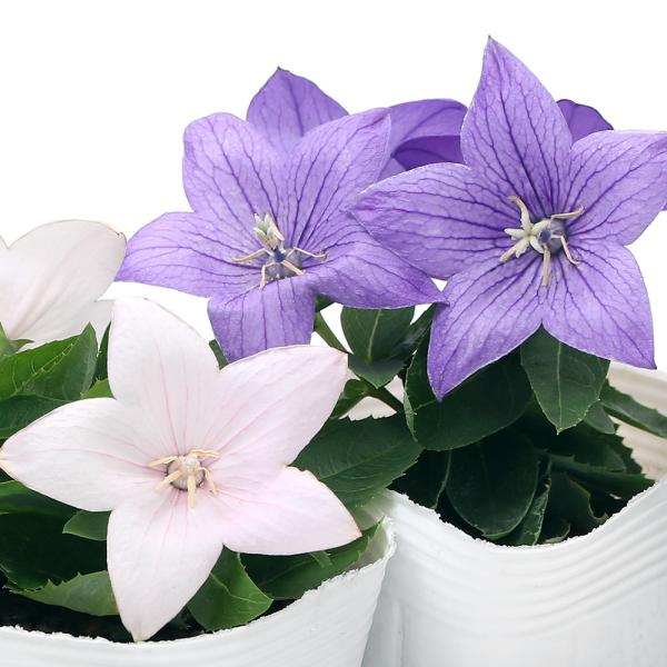 iR쑐jLLEij[j@ԐF܂@RiP|bgjixԁj