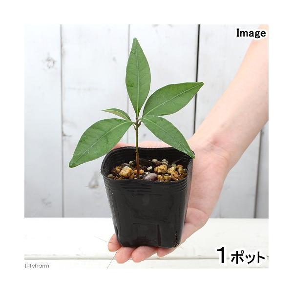 _gardening　ガーデニング　山野草　ドングリ　Ｐａｓａｎｉａ　Ｌｉｔｈｏｃａｒｐｕｓ　ｅｄｕｌｉｓ　マテバガシ　マテガシ　マタジイ　サツマジイ　アオジイ　トウジイ　植物　植物生体　ガーデニング生体　育て方　育成方法　栽培方法　馬刀葉...