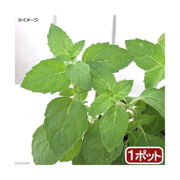 iϗtAjn[uc@~g@jznbJ@قƁ@RiP|bgj@ƒ؉