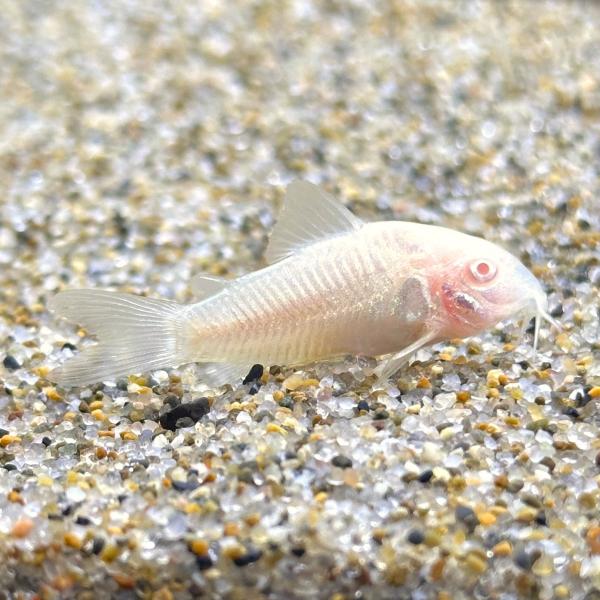 コリドラス 熱帯魚の価格と最安値 おすすめ通販を激安で