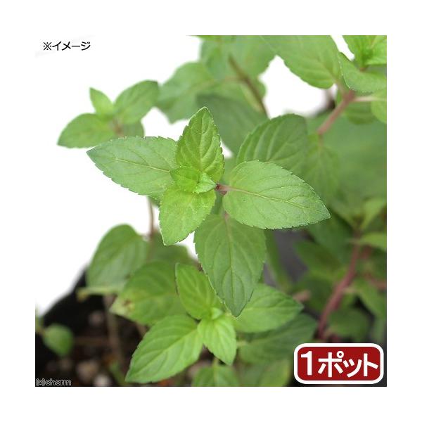 iϗtAjn[uc@~g@N[@RiP|bgj@ƒ؉