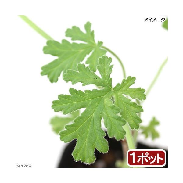 iϗtAjn[uc@[jE@[Y@RiP|bgj@ƒ؉@@Ntg@A}