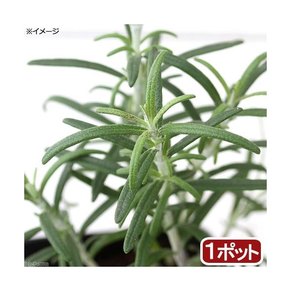 _gardening　ガーデニング　ハーブ　苗　herbpot_series　20171011　TK　ローズマリー　Majorca　Pink　育て方　育成方法　栽培方法　白花　キッチン　観葉植物　opa2_delete　herb2022　r...