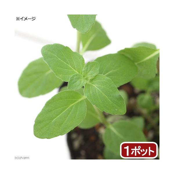 _gardening　ガーデニング　ハーブ　苗　herbpot_series　mint　ミント　マルバハッカ　丸葉薄荷　20180128　TK　育て方　育成方法　栽培方法　観葉植物　日本薄荷　日本ハッカ　鉢植え　ポット　管理方法　植物　植物...