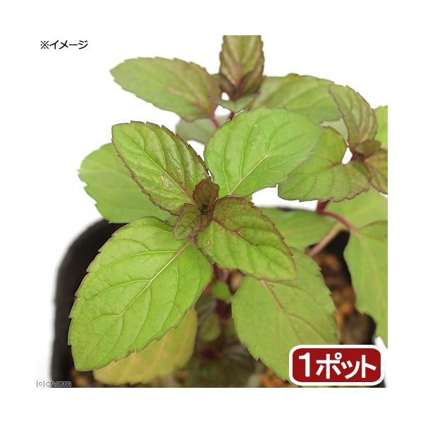 iϗtAjn[uc@~g@L[oiCGouGiEq[g~gj@RiP|bgj@ƒ؉