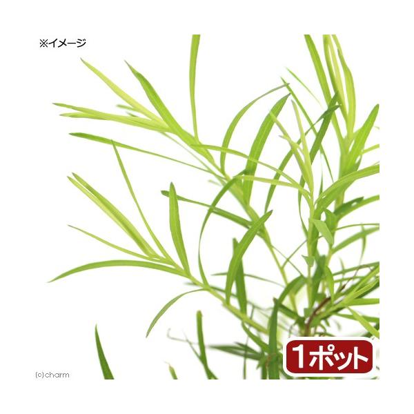 観葉植物 ハーブ苗 ティーツリー メディカルティーツリー ３号 １ポット 家庭菜園 北海道冬季発送不可 Buyee Servicio De Proxy Japones Buyee Compra En Japon