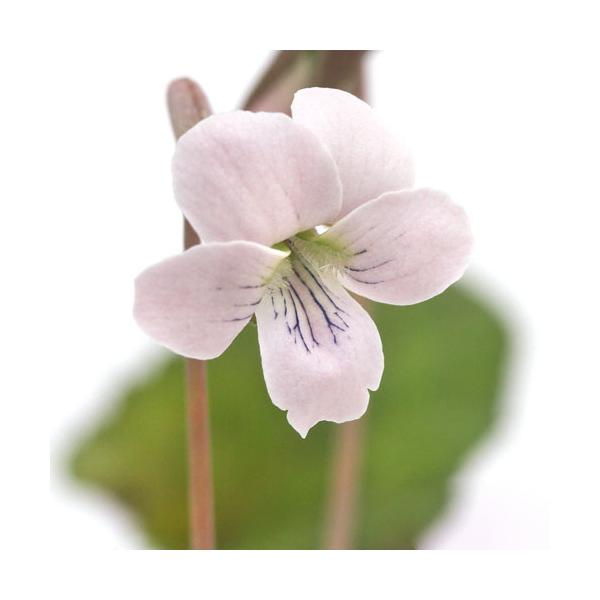 iR쑐jX~i俁jCX~iɗ\俌nE俁jQDT`RiP|bgjixԁj