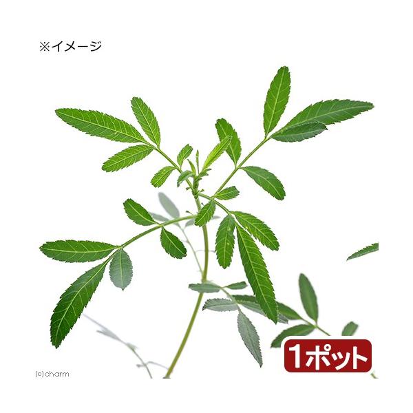 ガーデニング　ハーブ　苗　_gardening　kidobfen　植物　植物生体　ガーデニング生体　育て方　育成方法　栽培方法　観葉植物　マリーゴールド　レモン　花　opa2_delete　herb2022　toukihassouhuka