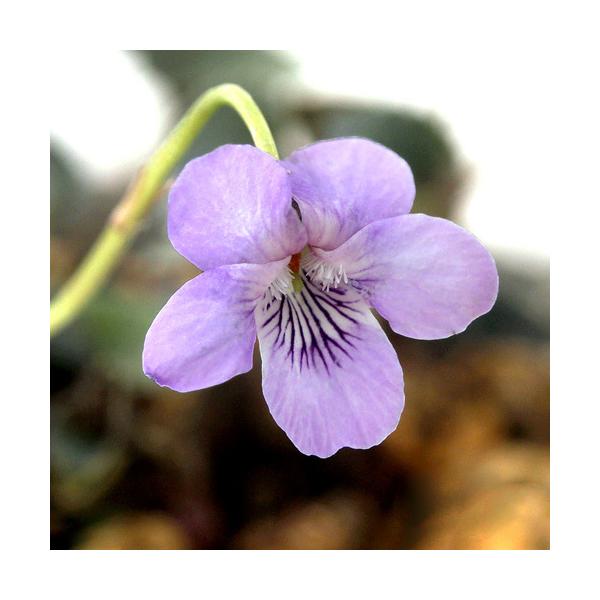 _gardening　ガーデニング　山野草　Ｖｉｏｌａ　ｌａｂｒａｄｏｒｉｃａ　ｒｉｖｉｎｉａｎａ　パープレア　プルプレア　雅スミレ　ミヤビスミレ　クロバスミレ　黒葉ビオラ　黒葉スミレ　紫葉ビオラ　紫式部　宿根ビオラ　ビオラリヴィニアナ　植...