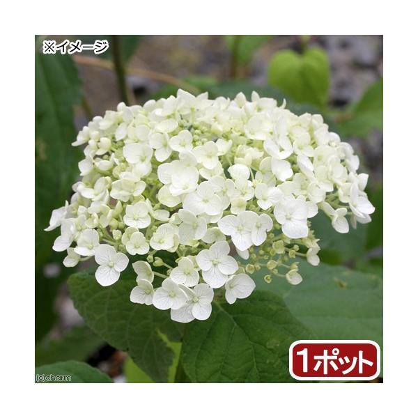 観葉植物 アジサイの人気商品 通販 価格比較 価格 Com