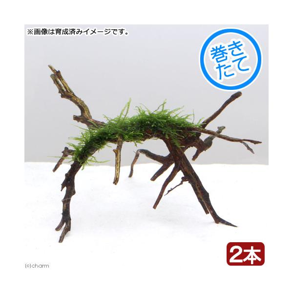 水草）巻きたて ウィローモス ブランチアーチ流木（水中葉）（無農薬