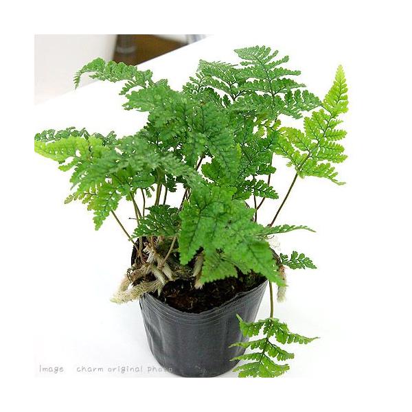 観葉植物　_gardening　_hachu　_kame　ガーデニング　園芸　山野草　盆栽　ビバリウム　アクアテラリウム　パルダリウム　着生シダ　シノブ科シノブ属　キクシノブ属　ダバリア　Humata　tyermannii　Davallia...