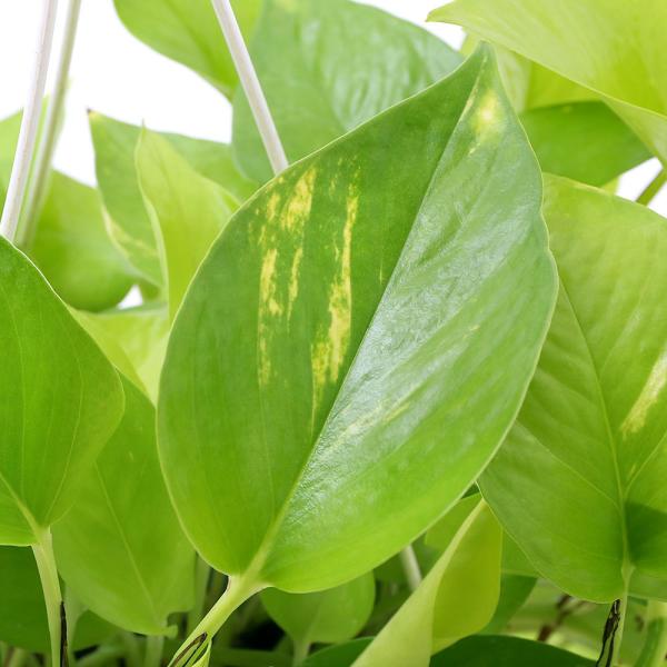 _gardening　_hachu　_kame　観葉植物　園芸　ガーデニング　ビバリウム　アクアテラリウム　パルダリウム　サトイモ　Pothos　エピプレムヌム　Epipremnum　pinnatumLime　20100524　ＨＴ　ポトス...