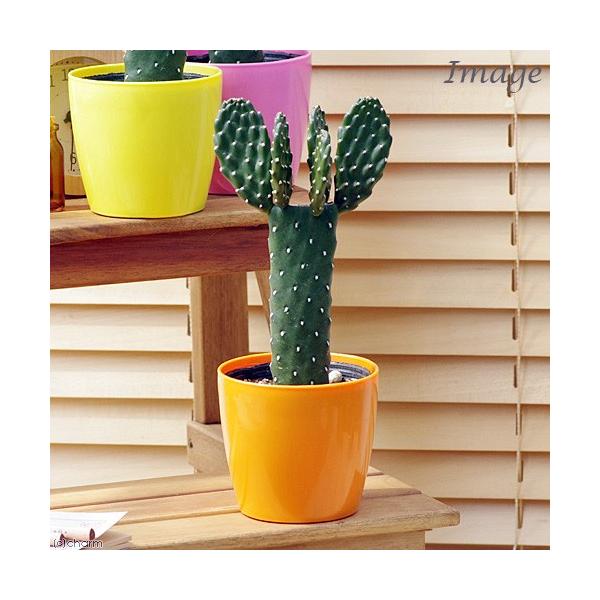 _gardening　_hachu　_kame　ガーデニング　サボテン植物　ウチワサボテン　すみえぼし　墨烏帽子　20150814　ＴＫ　cactus_series　tanikuplapot_series　植物　植物生体　ガーデニング生体　...