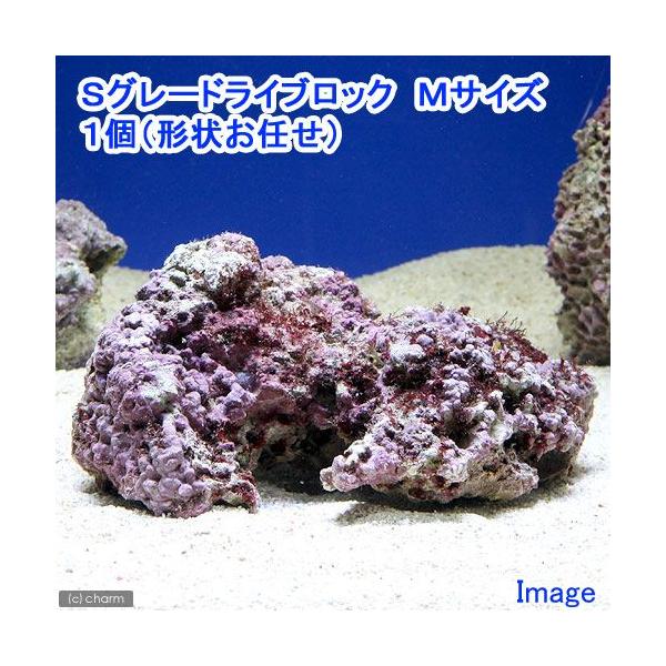 海水魚 ｓグレードライブロック ｍサイズ １個 形状お任せ 北海道航空便要保温 チャーム Charm Paypayモール店 通販 Paypayモール