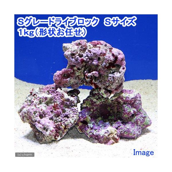 （海水魚）Ｓグレードライブロック　Ｓサイズ（１ｋｇ）（形状お任せ）