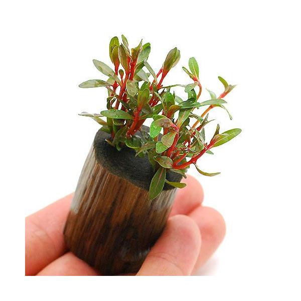 ijAOACA@bh^itjO|bgti_jiPj