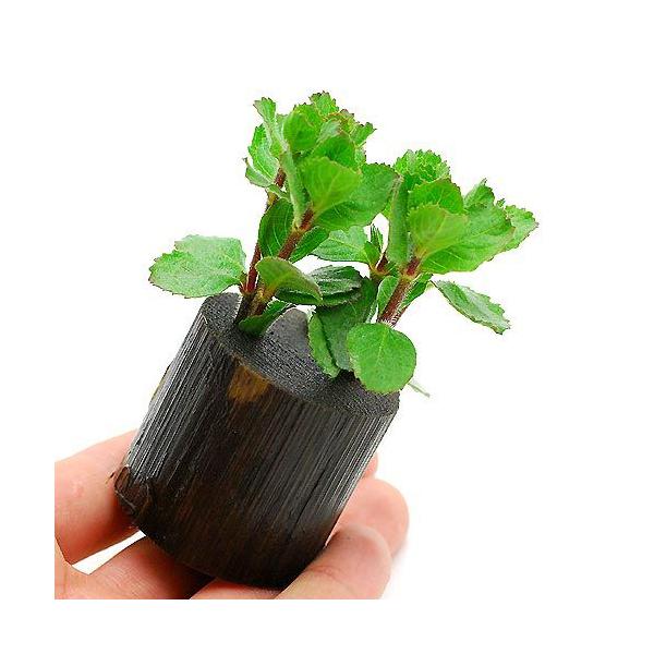 ijEH[^[EBXeAitjO|bgti_jiPj