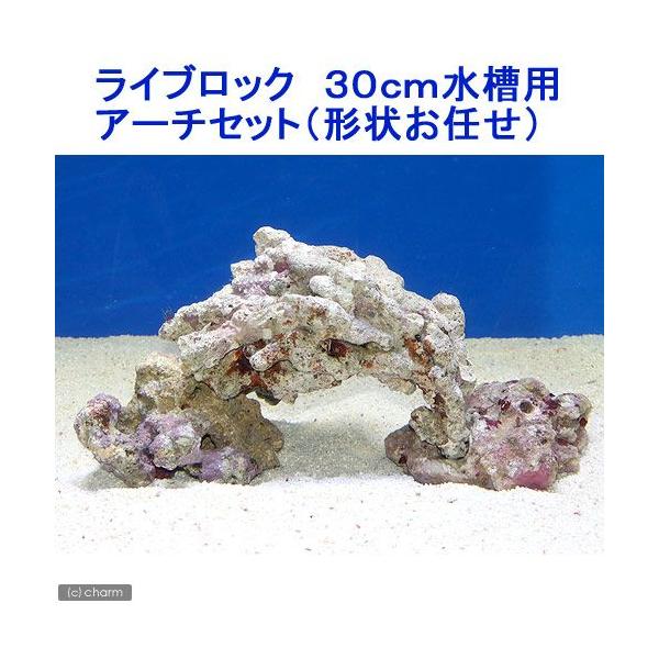 海水魚 水槽セット その他の熱帯魚 アクアリウム用品の人気商品 通販 価格比較 価格 Com